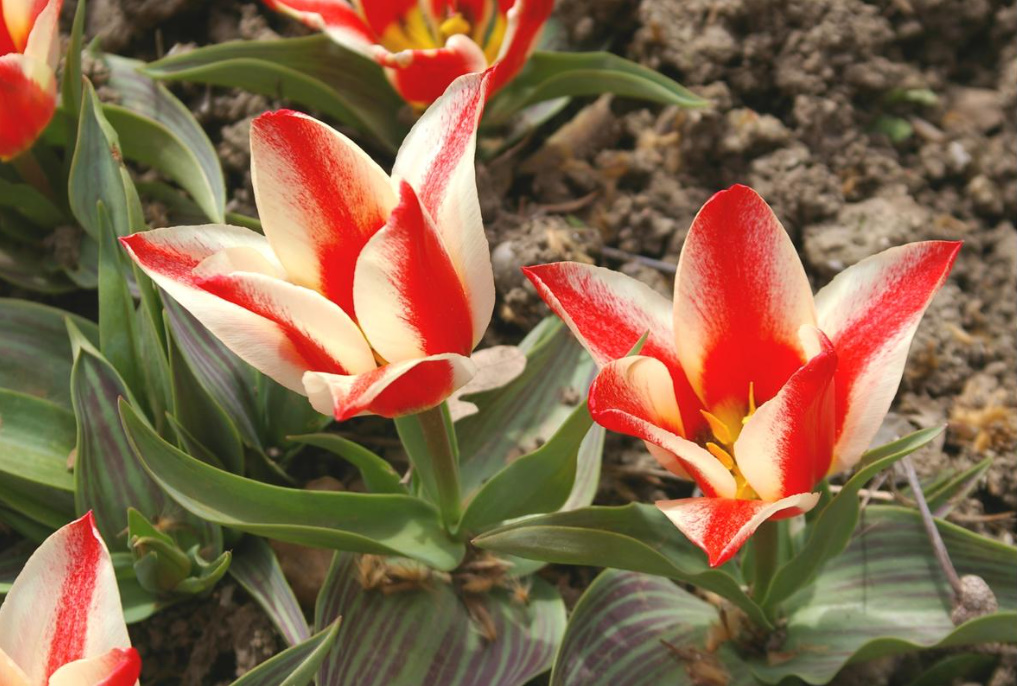 The Best Types Of Botanical Tulips: Strikingly Beautiful, Tenacious And Unpretentious