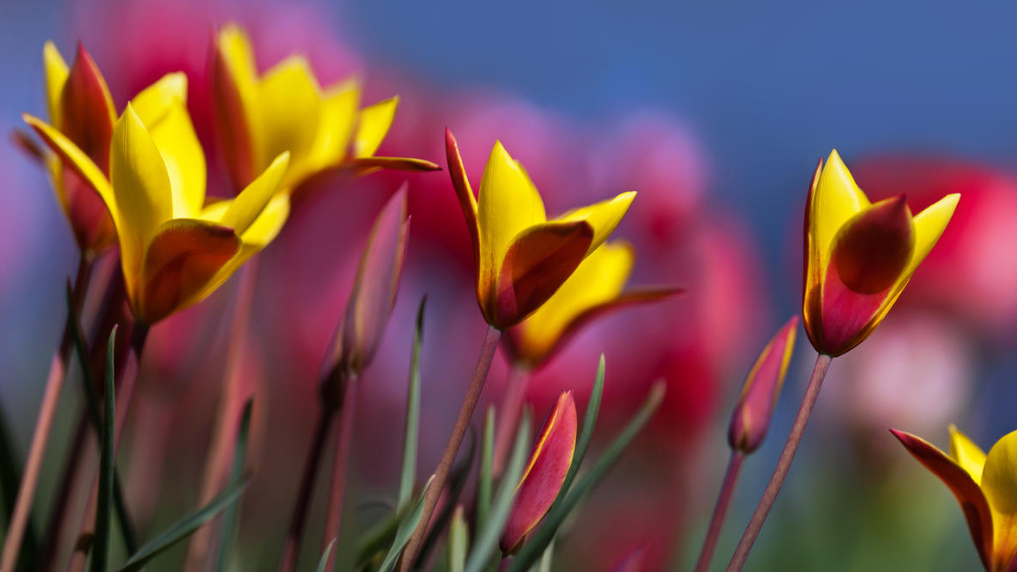 The Best Types Of Botanical Tulips: Strikingly Beautiful, Tenacious And Unpretentious