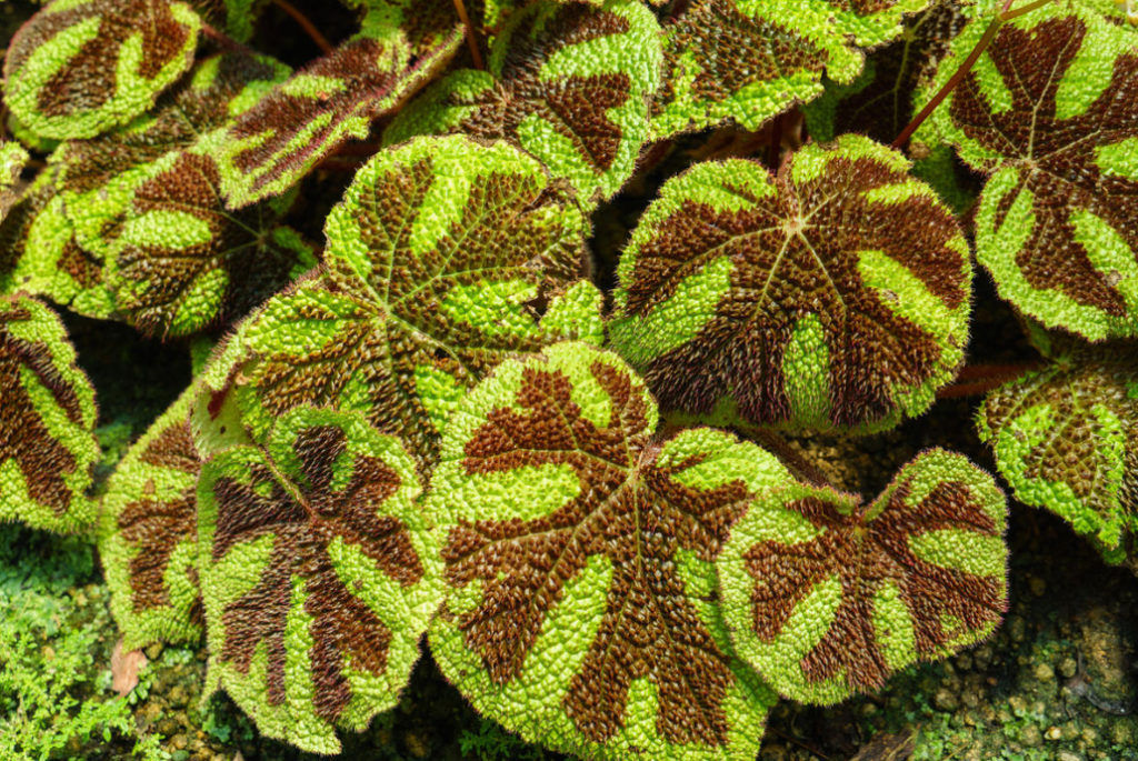 The Most Tenacious Begonias How They Grow At Home