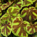The Most Tenacious Begonias How They Grow At Home