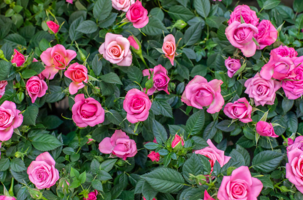 To Make Roses Bloom All Summer, Use Castor Oil