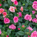 To Make Roses Bloom All Summer, Use Castor Oil