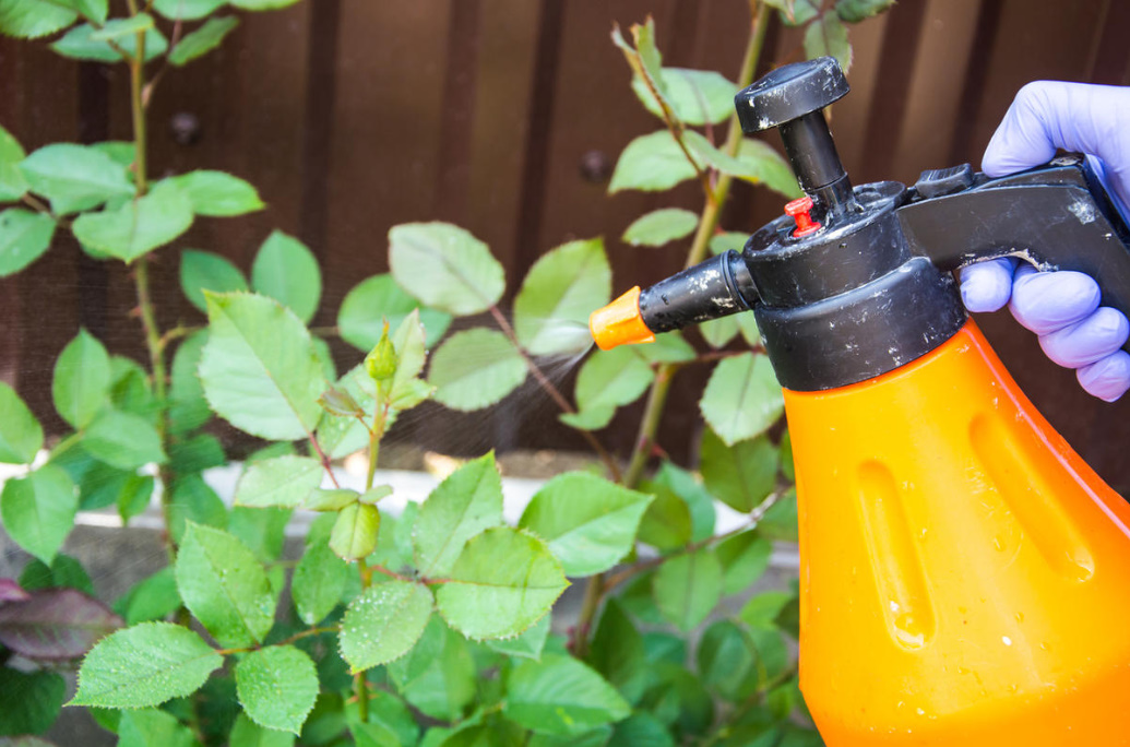 To Make Roses Bloom All Summer, Use Castor Oil