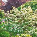 Which Viburnum Is The Most Beautiful: Different Types And Popular Varieties