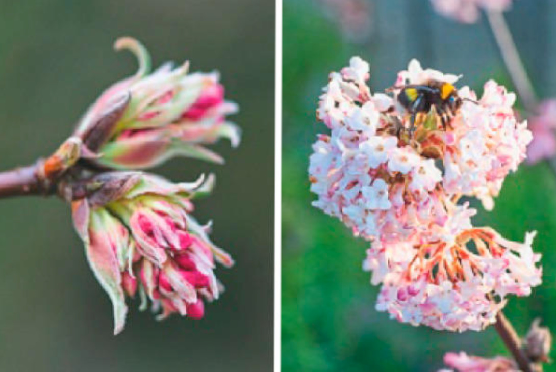 Which Viburnum Is The Most Beautiful: Different Types And Popular Varieties