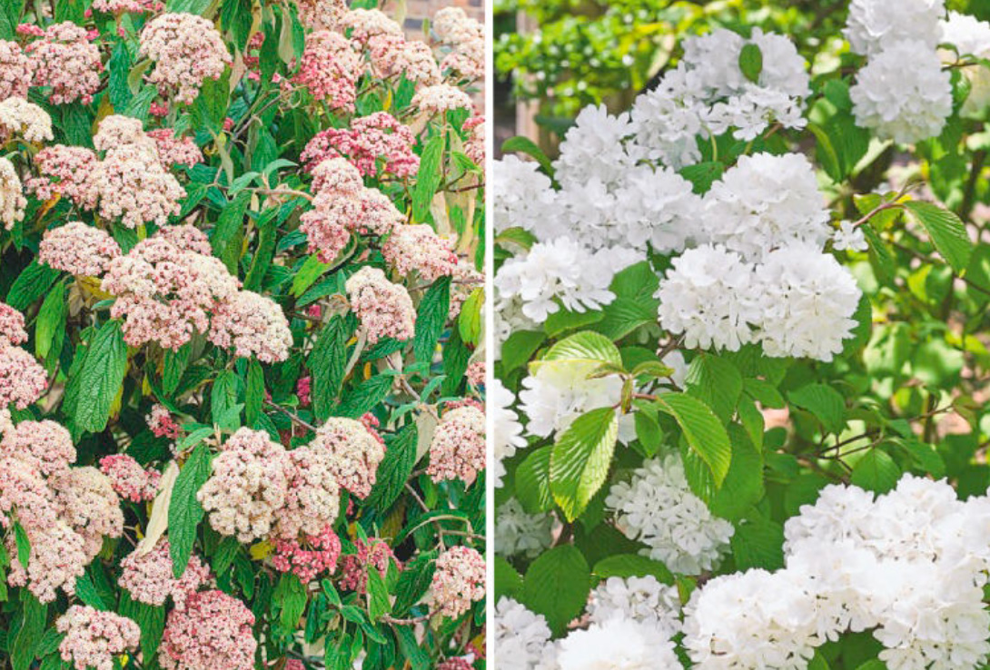 Which Viburnum Is The Most Beautiful: Different Types And Popular Varieties
