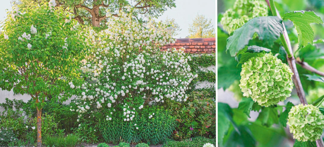 Which Viburnum Is The Most Beautiful: Different Types And Popular Varieties