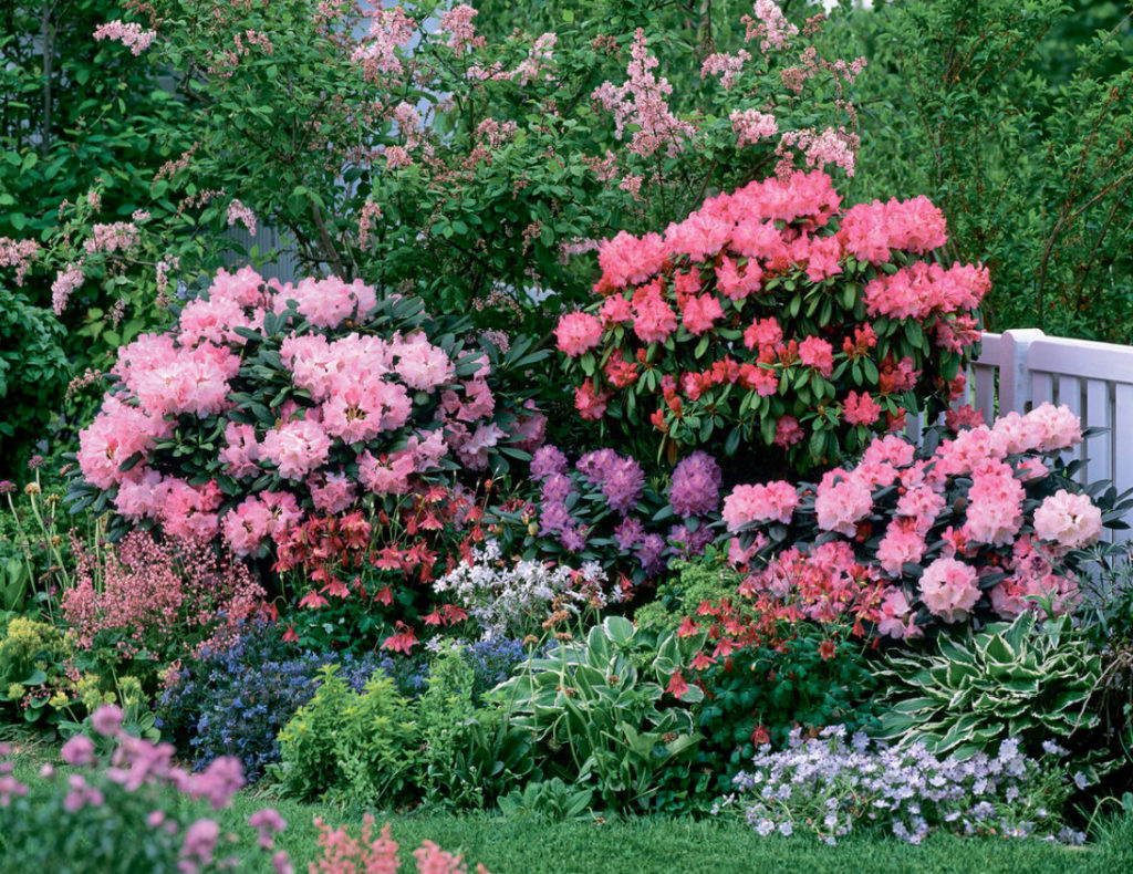 Winter-Hardy Varieties Of Rhododendrons: Where To Plant Them And How To Grow Them