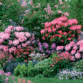 Winter-Hardy Varieties Of Rhododendrons: Where To Plant Them And How To Grow Them