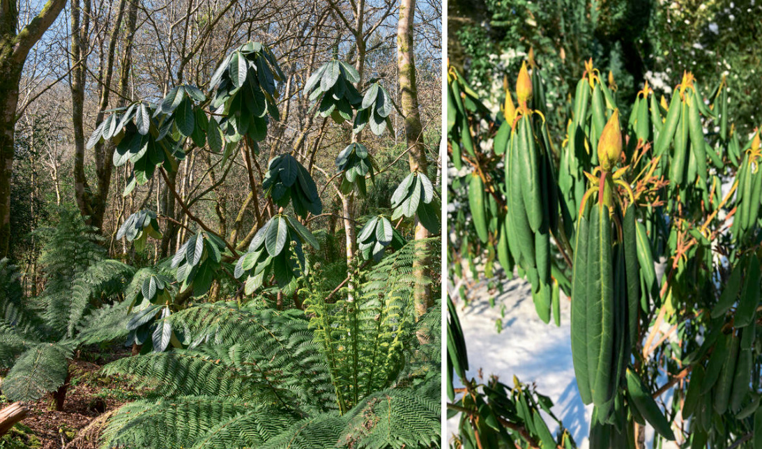 Winter-Hardy Varieties Of Rhododendrons: Where To Plant Them And How To Grow Them