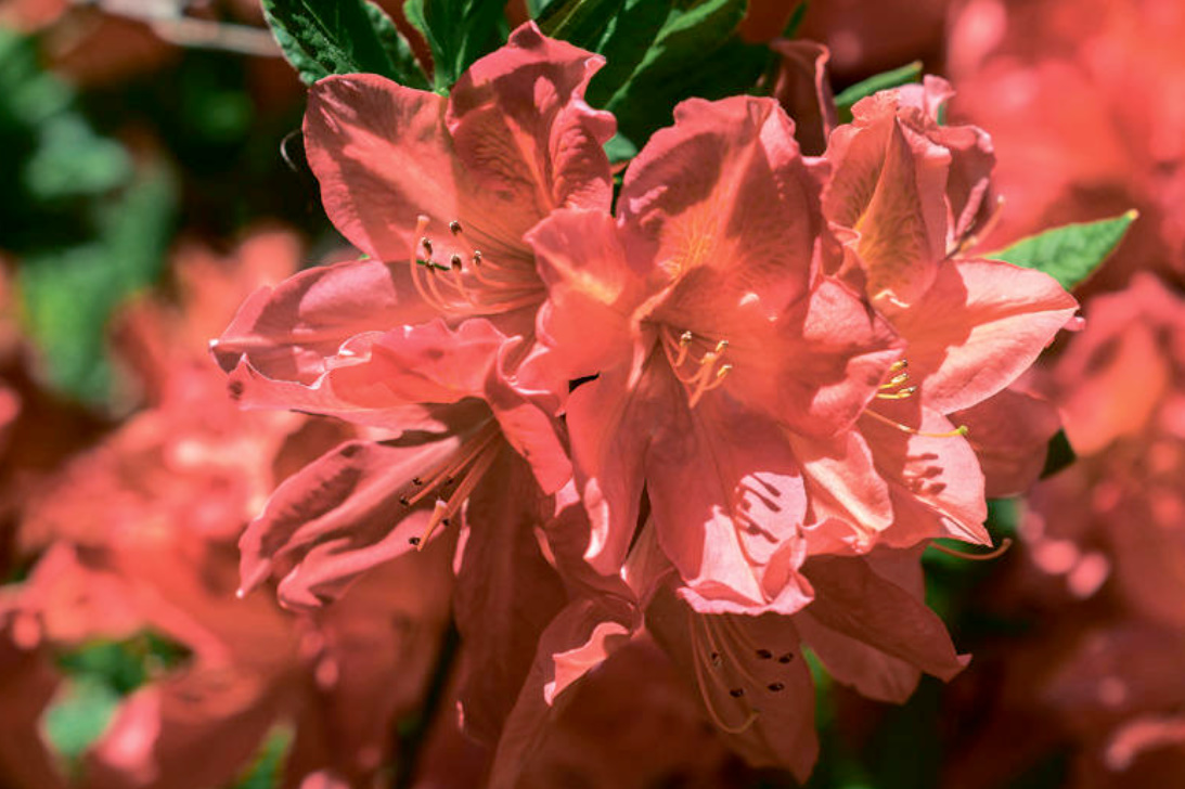 Winter-Hardy Varieties Of Rhododendrons: Where To Plant Them And How To Grow Them