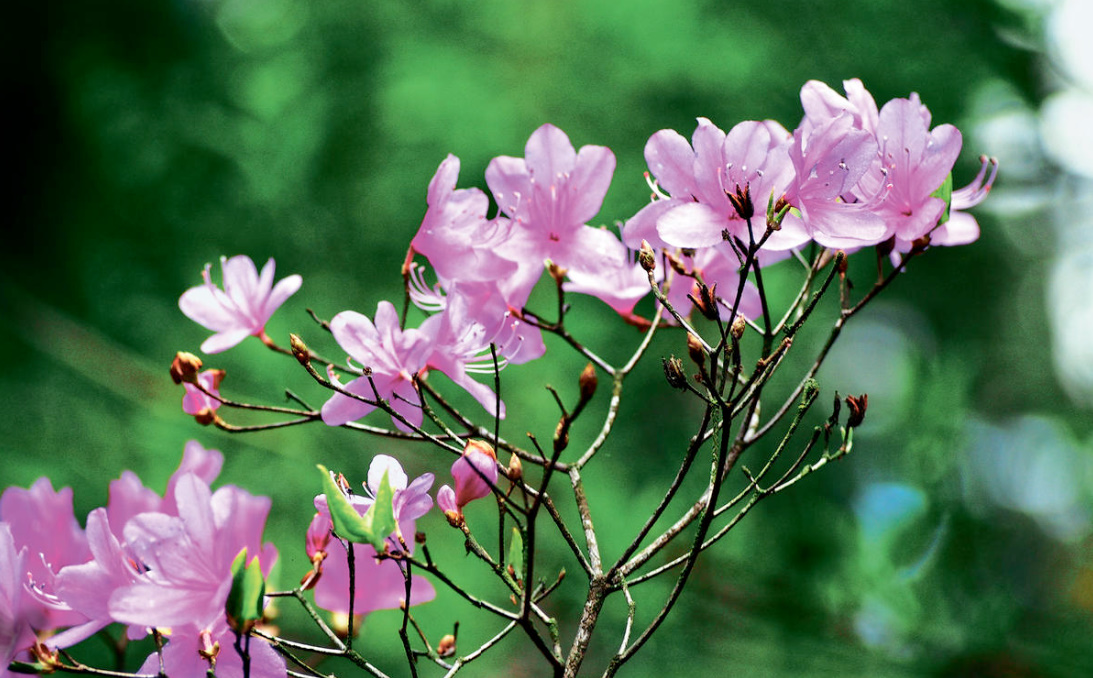 Winter-Hardy Varieties Of Rhododendrons: Where To Plant Them And How To Grow Them