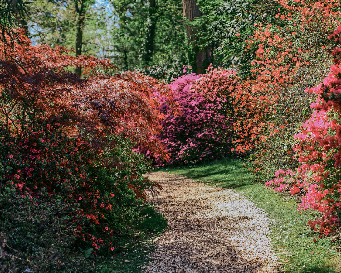 Winter-Hardy Varieties Of Rhododendrons: Where To Plant Them And How To Grow Them