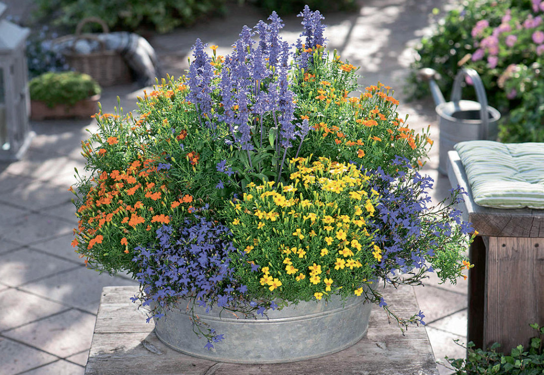 Flower Beds In Containers: Planting Schemes