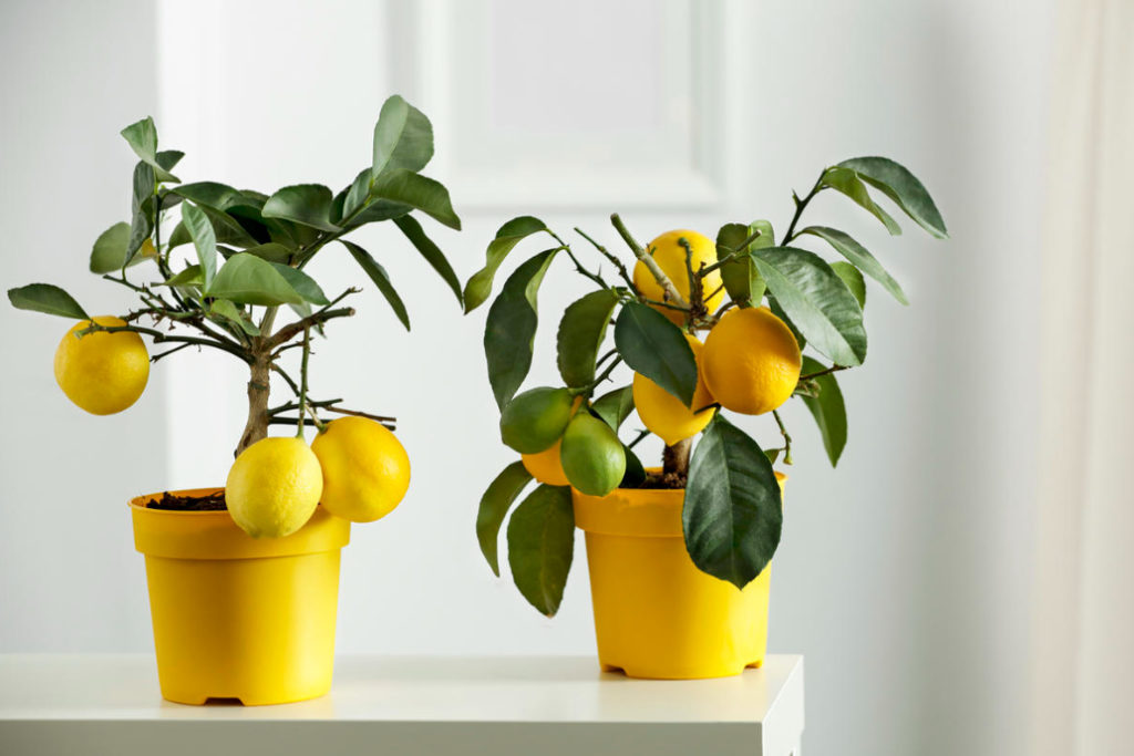 Grafting And Cuttings: 2 Main Ways Of Reproduction Of Citrus Fruits