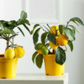 Grafting And Cuttings: 2 Main Ways Of Reproduction Of Citrus Fruits