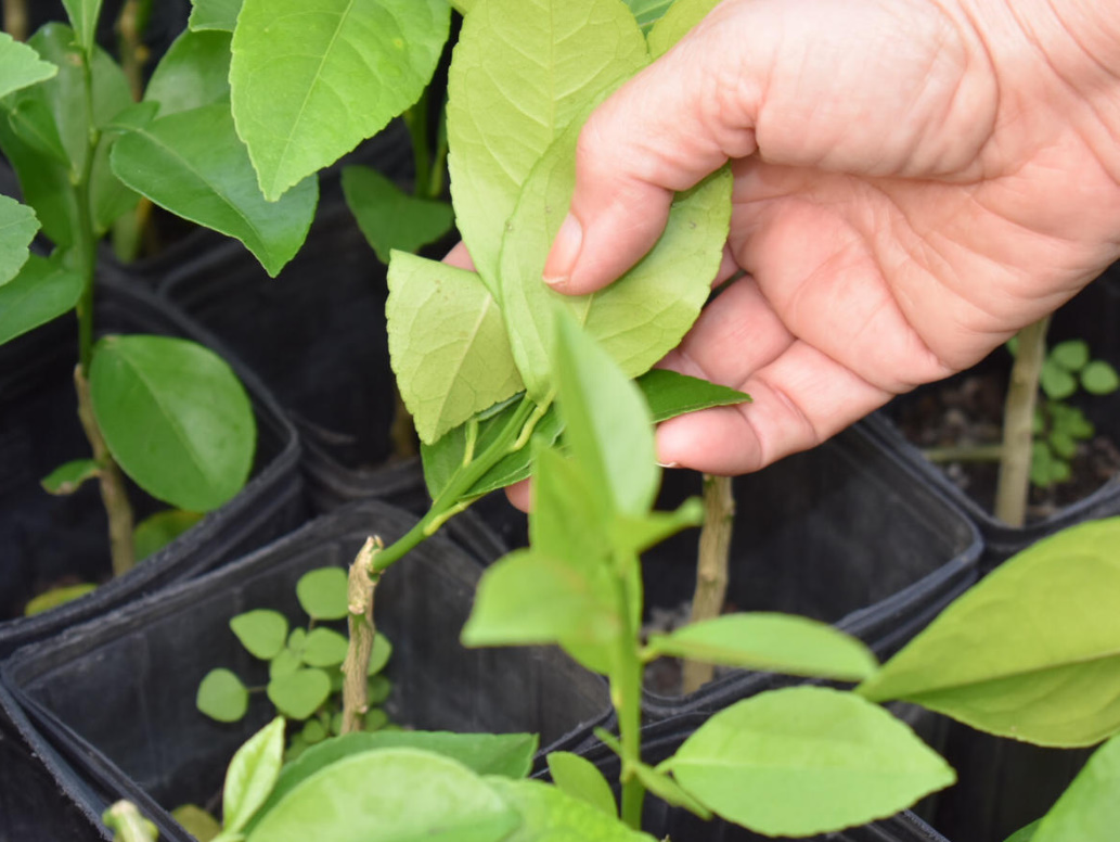 Grafting And Cuttings: 2 Main Ways Of Reproduction Of Citrus Fruits