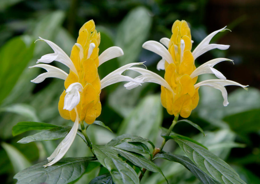 How To Grow Pachystachys At Home