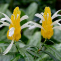 How To Grow Pachystachys At Home