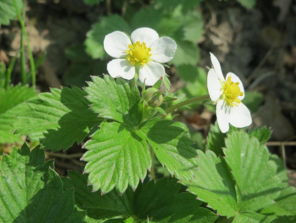 Strawberry Leaves: Medicinal Properties And Contraindications