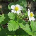 Strawberry Leaves: Medicinal Properties And Contraindications
