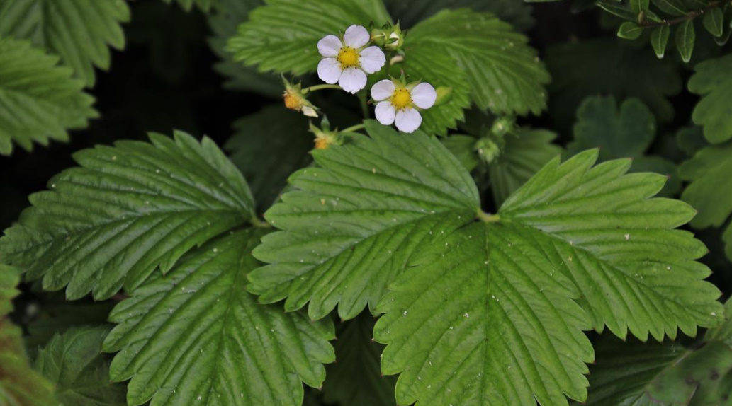 Strawberry Leaves: Medicinal Properties And Contraindications