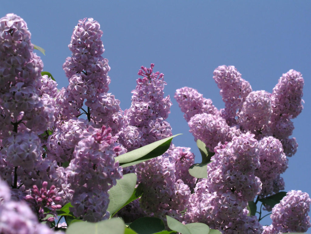 Why It Is Impossible To Break The Lilac And How To Take Care Of It In General
