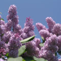 Why It Is Impossible To Break The Lilac And How To Take Care Of It In General