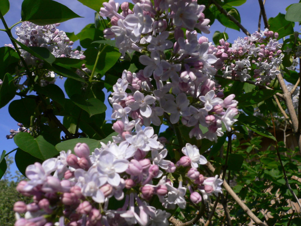 Why It Is Impossible To Break The Lilac And How To Take Care Of It In General