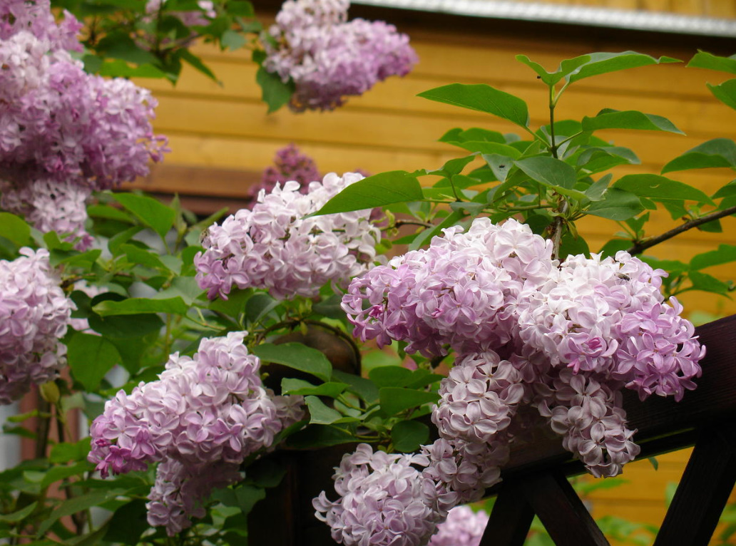 Why It Is Impossible To Break The Lilac And How To Take Care Of It In General