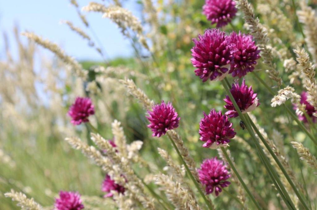 Wild Onions: What Types Of Onions Can Be Found In The Forest And In The Meadow