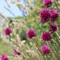 Wild Onions: What Types Of Onions Can Be Found In The Forest And In The Meadow
