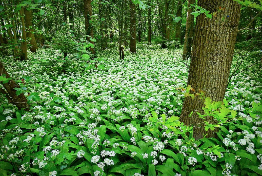 Wild Onions: What Types Of Onions Can Be Found In The Forest And In The Meadow