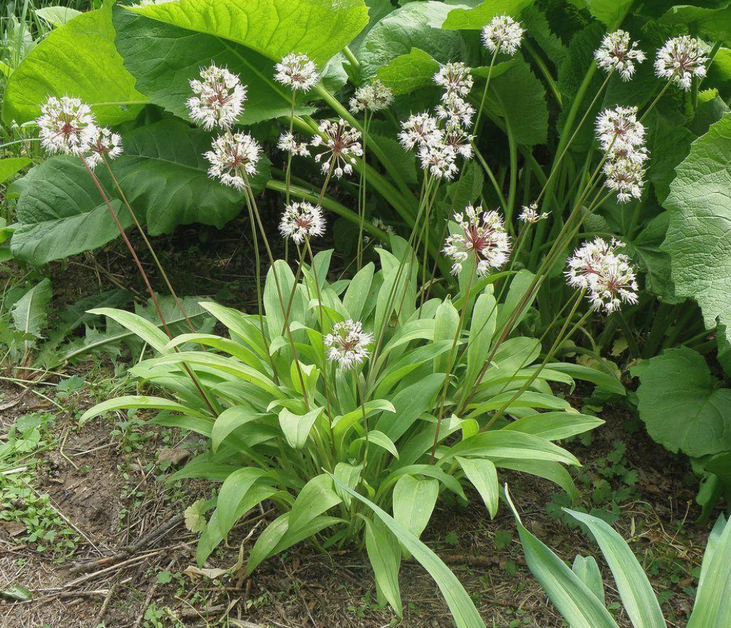 Wild Onions: What Types Of Onions Can Be Found In The Forest And In The Meadow