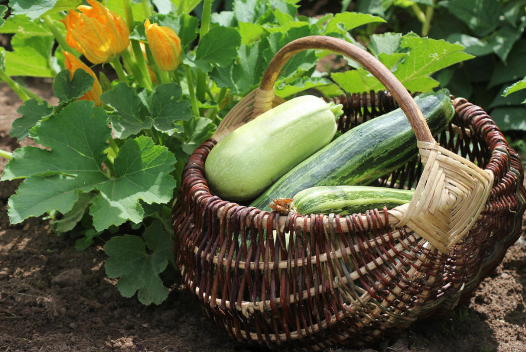 10 Ways To Use Zucchini