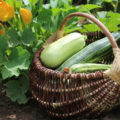 10 Ways To Use Zucchini