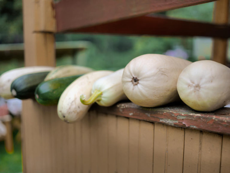 10 Ways To Use Zucchini Best Landscape Ideas