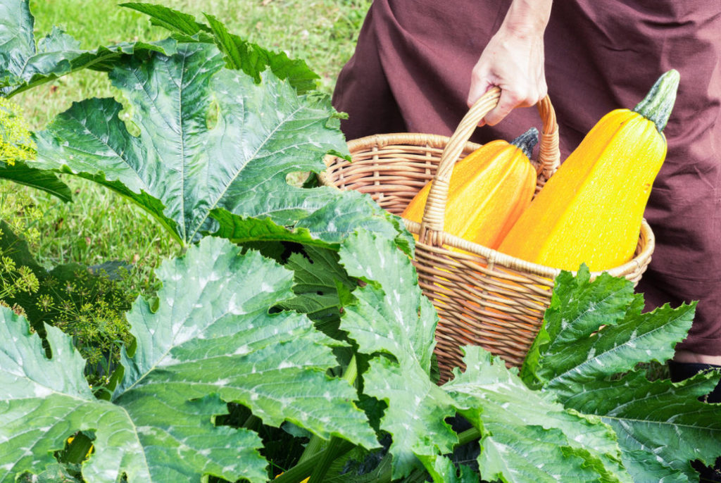 10 Ways To Use Zucchini Best Landscape Ideas