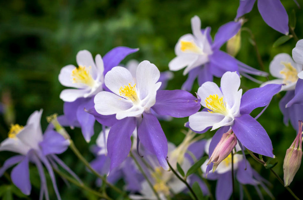 An Unusual June Flower Is Aquilegia. The Most Beautiful And Reliable Varieties