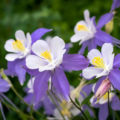 An Unusual June Flower Is Aquilegia. The Most Beautiful And Reliable Varieties