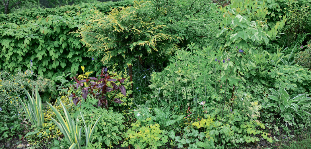 An Unusual June Flower Is Aquilegia. The Most Beautiful And Reliable Varieties