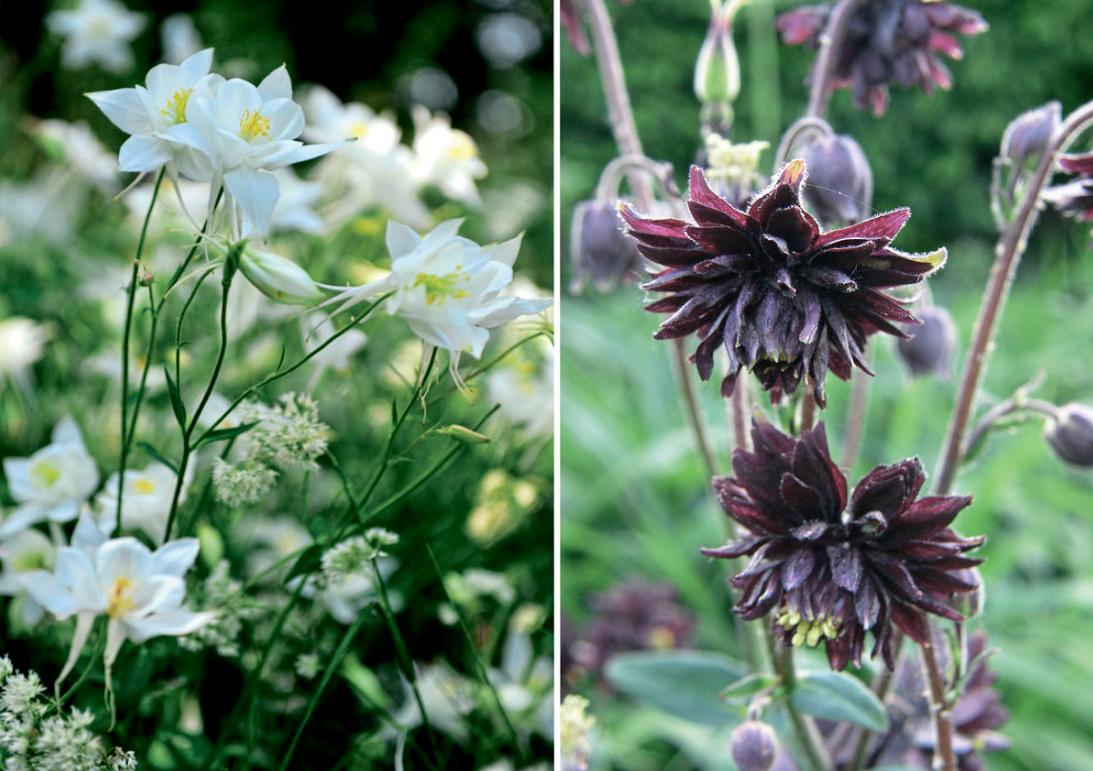 An Unusual June Flower Is Aquilegia. The Most Beautiful And Reliable Varieties