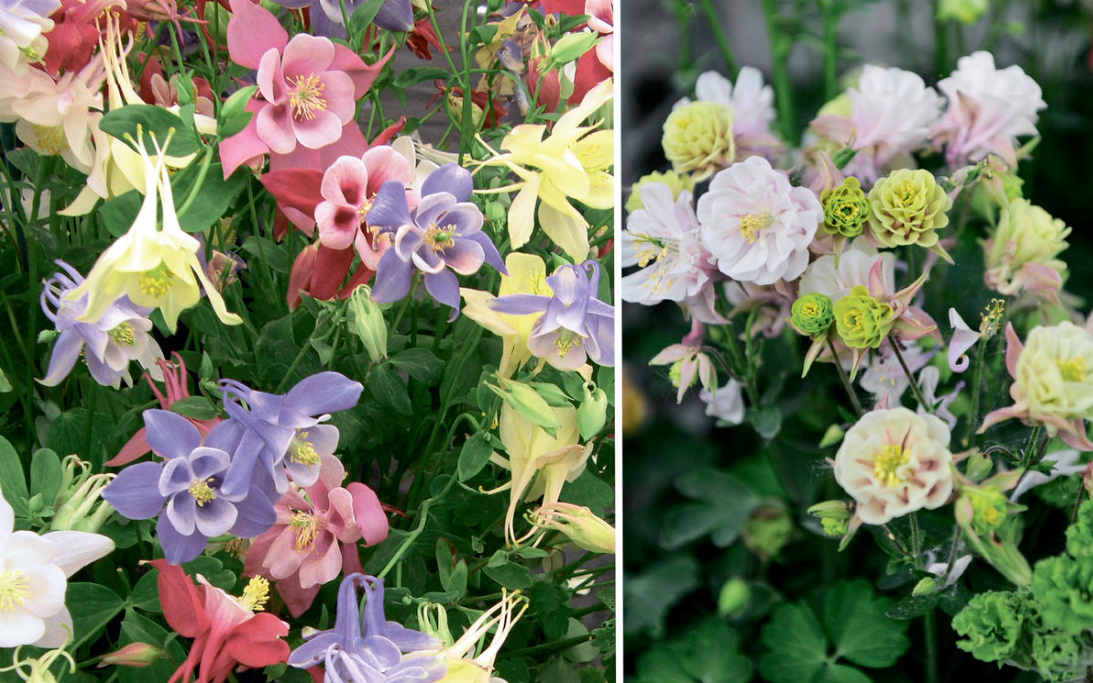 An Unusual June Flower Is Aquilegia. The Most Beautiful And Reliable Varieties