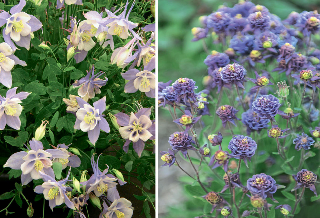 An Unusual June Flower Is Aquilegia. The Most Beautiful And Reliable Varieties