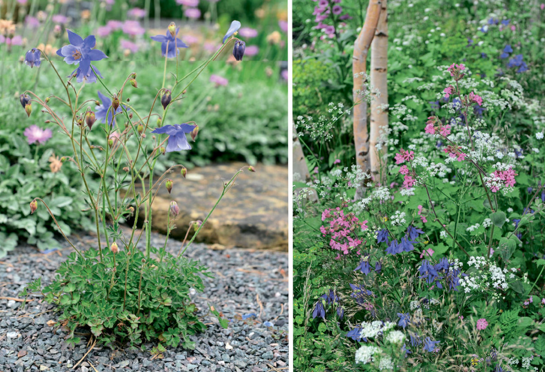 An Unusual June Flower Is Aquilegia. The Most Beautiful And Reliable Varieties