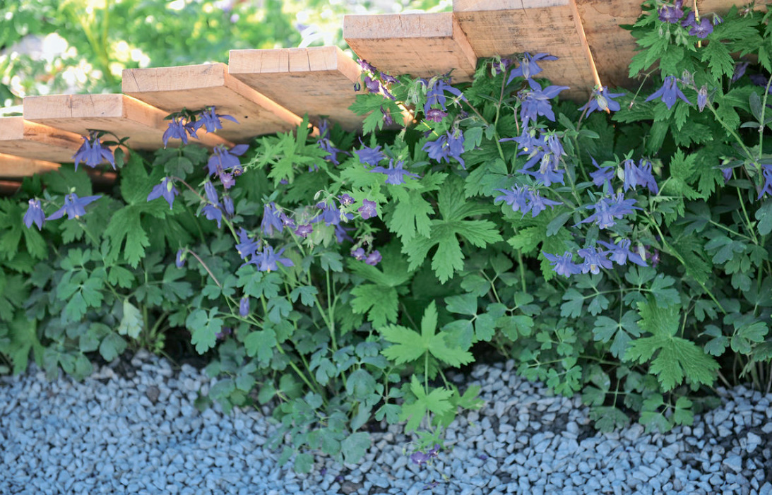 An Unusual June Flower Is Aquilegia. The Most Beautiful And Reliable Varieties