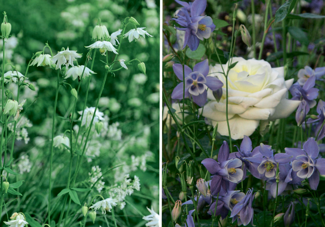 An Unusual June Flower Is Aquilegia. The Most Beautiful And Reliable Varieties