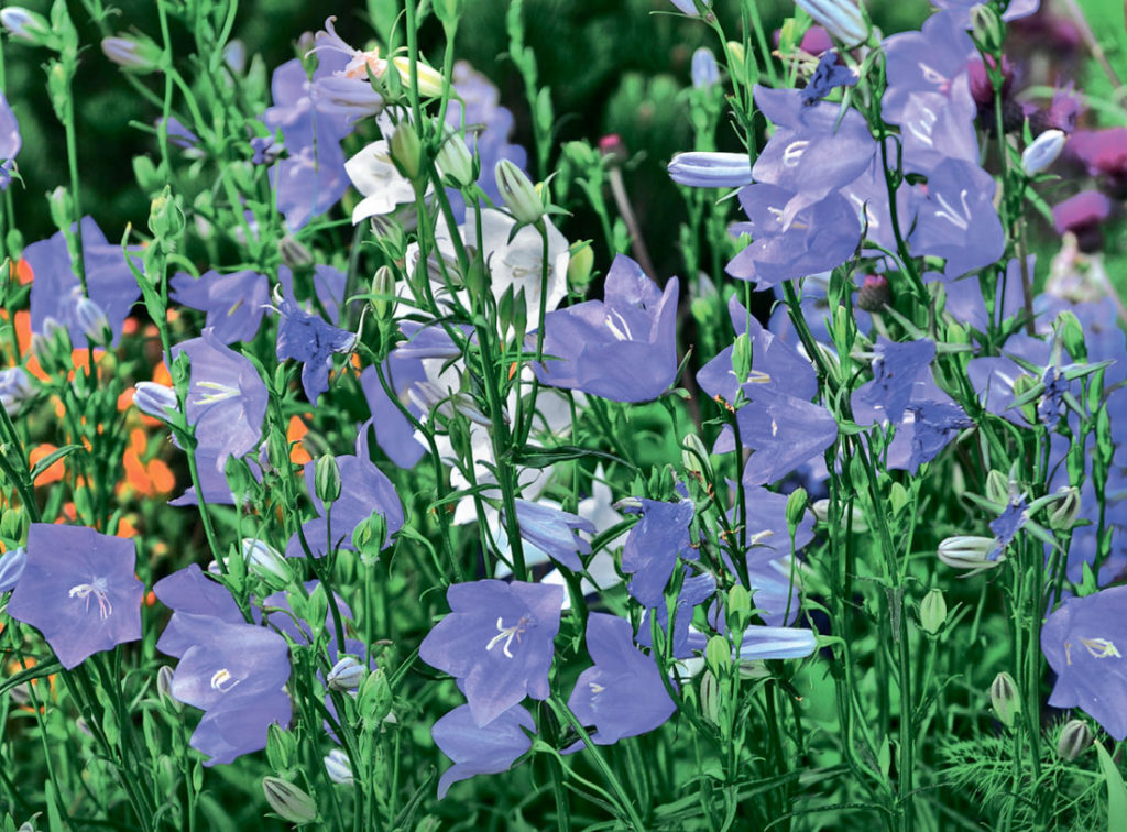 Beautiful Garden Campanula Choosing Tall Erect Species
