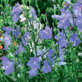Beautiful Garden Campanula Choosing Tall Erect Species