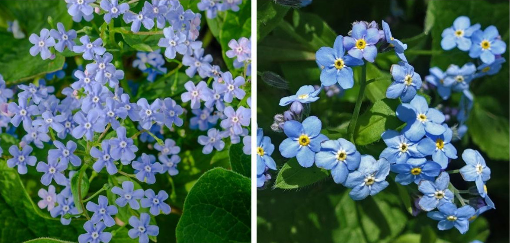 Brunnera Macrophylla: Description, Varieties And Care